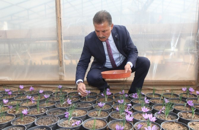 DÜNYANIN EN PAHALI BAHARATI MERSİN’DE YETİŞİYOR