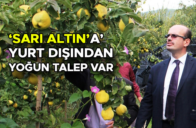 ‘SARI ALTIN’A’  YURT DIŞINDAN YOĞUN TALEP VAR