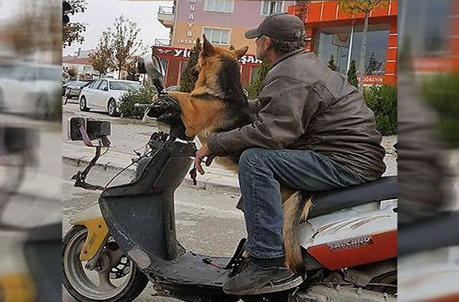 MOTOSİKLET SÜRÜCÜSÜ KÖPEĞİ İLE BÖYLE SEYAHAT ETTİ
