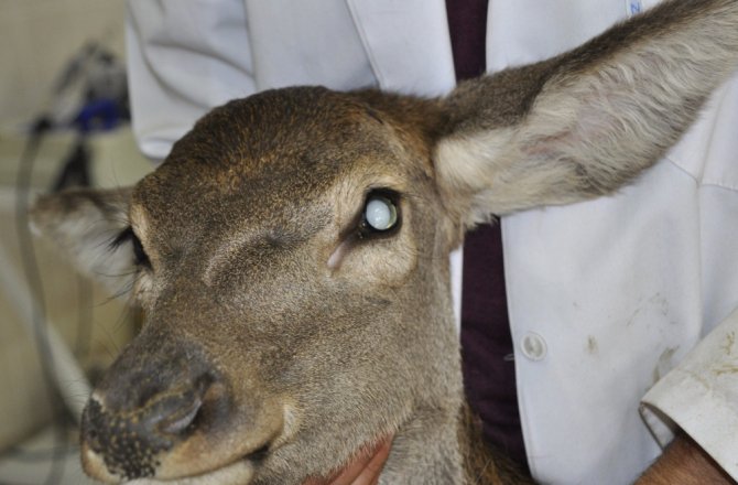 KIZIL GEYİĞE İKİNCİ KATARAK AMELİYATI