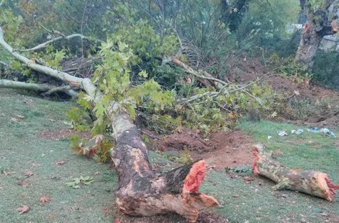 100 YILLIK ÇINAR AĞAÇLARININ KESİLMESİNE TEPKİ