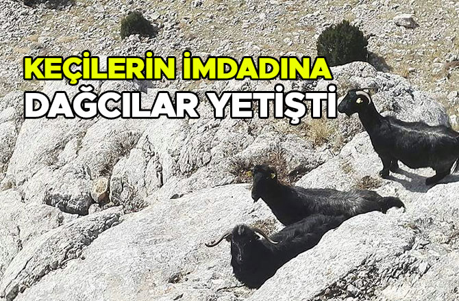 KEÇİLERİN İMDADINA DAĞCILAR YETİŞTİ