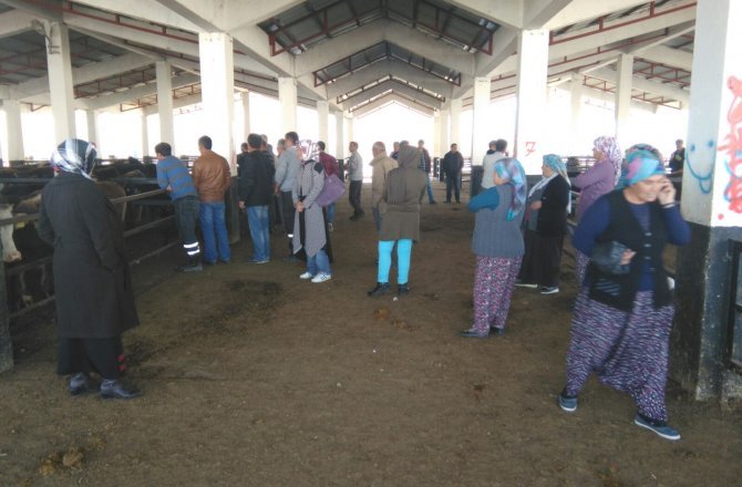 GENÇ ÇİFTÇİLERE HAYVANLARI TESLİM EDİLDİ