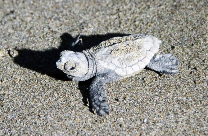 227 BİN 696 CARETTA CARETTA YAVRUSU DENİZLE BULUŞTU