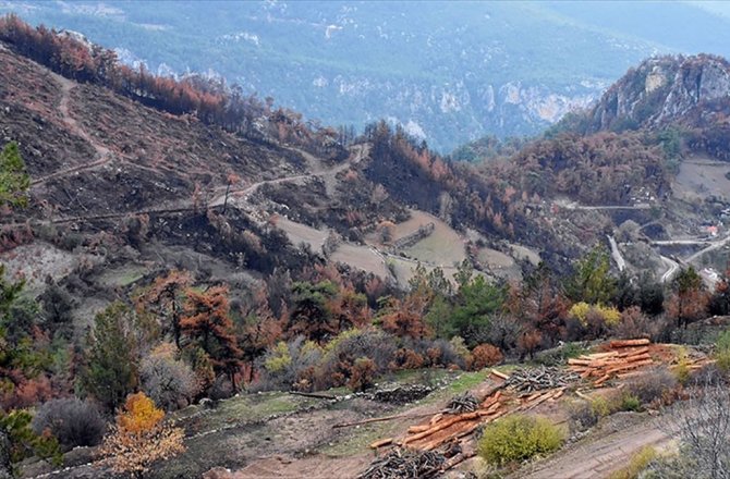 KÖMÜR KARASINA DÖNEN ZEYTİNKÖY'E 15 BİN FİDAN DİKİLECEK