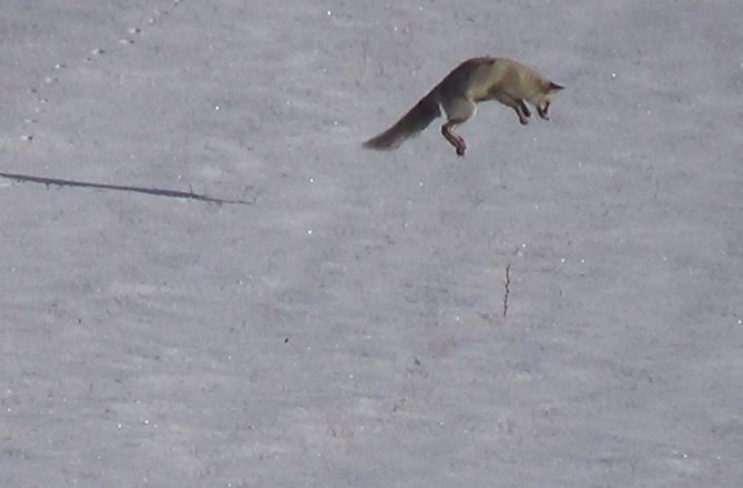TİLKİLERİN FARE AVI BÖYLE GÖRÜNTÜLENDİ