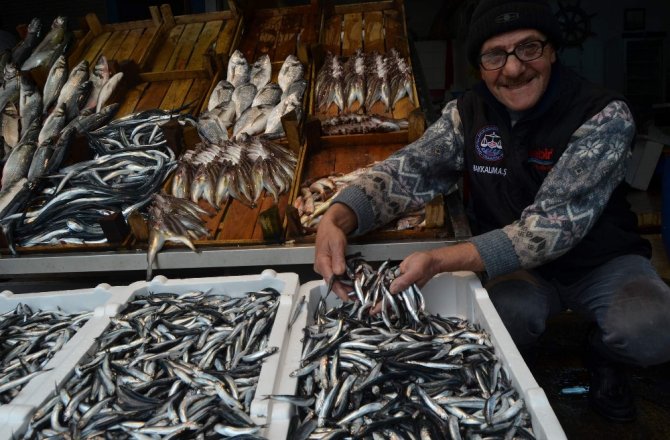 HAMSİNİN FİYATI FIRLADI