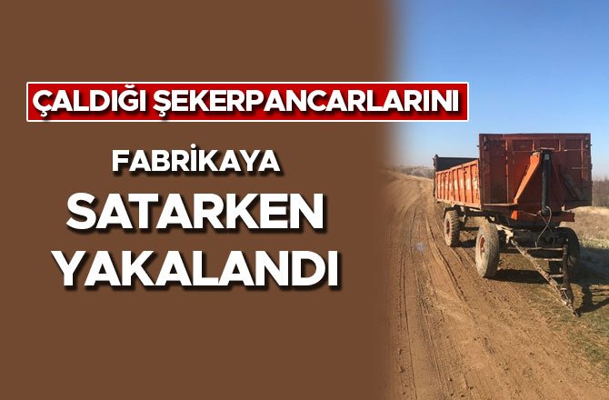 ÇALDIĞI ŞEKERPANCARLARINI FABRİKAYA SATARKEN YAKALANDI