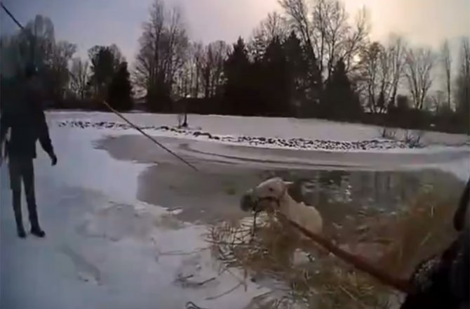 ATI DONMUŞ GÖLETTEN BÖYLE KURTARDILAR