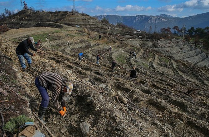YAZIN YANAN ORMANLIK ALANLAR BAHARDA YEŞERECEK