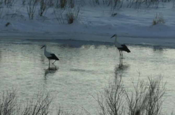 GÖÇ ETMEYEN LEYLEKLER SOĞUKLA BOĞUŞUYOR