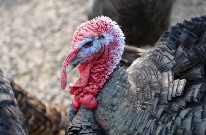 KAHRAMANMARAŞ’TA HİNDİLER YILBAŞINA HAZIR