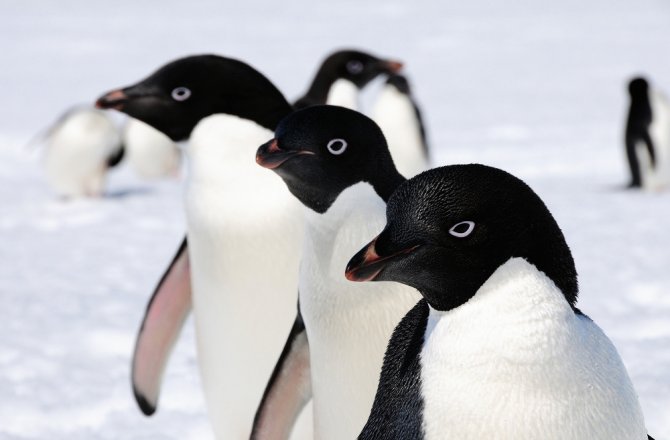 14 BİN YILDIR ANTARTİKA’DALAR