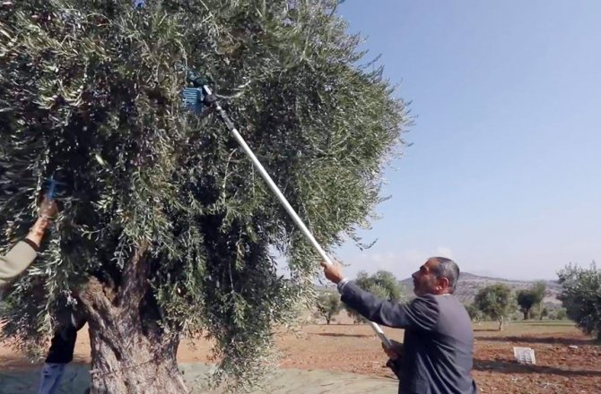 ORGANİK ZEYTİNYAĞI ÜRETİMİ KISA FİLMLE ANLATILDI