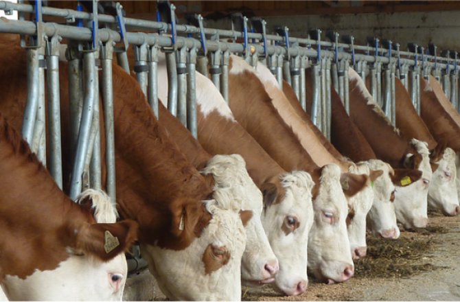 DİŞİ HAYVAN KESİMİ İLE İLGİLİ UYULMASI GEREKEN KURALLAR