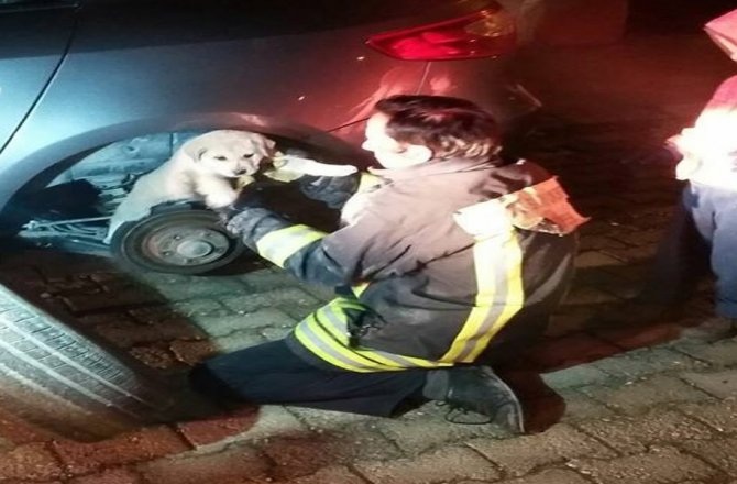 YAVRU KÖPEK ARACIN LASTİĞİ SÖKÜLEREK KURTARILDI