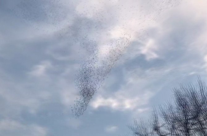 SIĞIRCIKLARIN MUHTEŞEM DANSI BÜYÜLEDİ