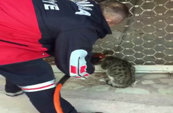 KEPENGE SIKIŞAN KEDİYİ İTFAİYE KURTARDI