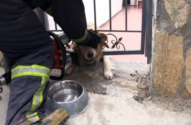BAŞI DEMİR KORKULUKLARA SIKIŞAN KÖPEK KURTARILDI