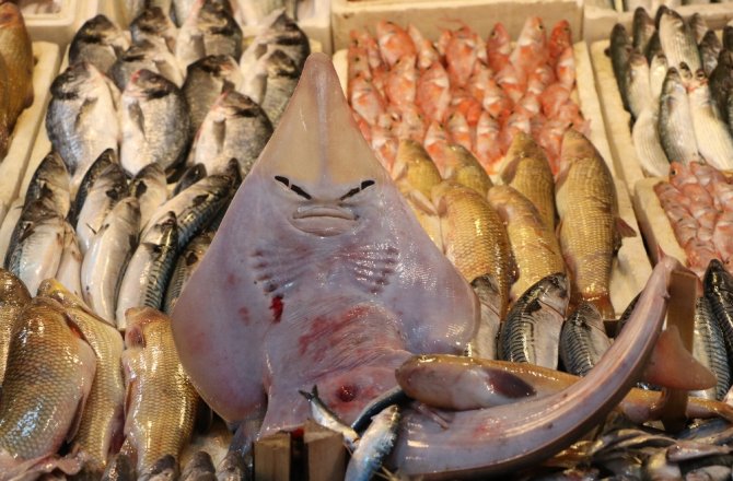 BU BALIĞI GÖRENLER ŞAŞIRIP KALIYOR