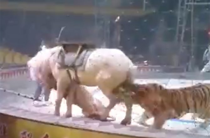 SİRKTE KAPLANLAR ATA SALDIRDI