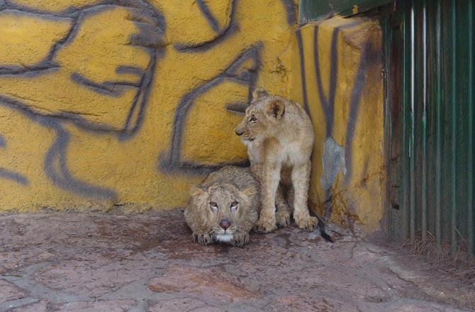 Erdoğan’ın aslanlarının Gaziantep yolculuğu