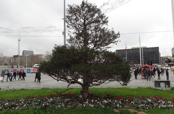 Taksim Meydanına serçe akını