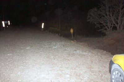 Hainler amacına ulaşamadı