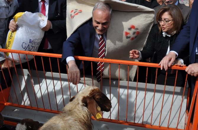 Fakıbaba çoban abası giydi, kuzuları besledi