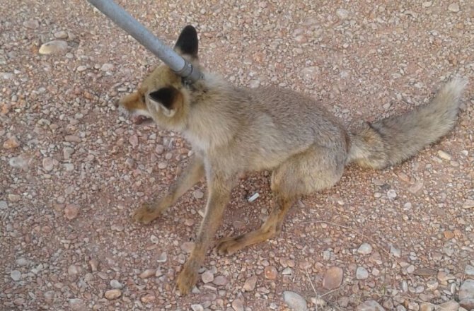 Kuyuya düşen tilki itfaiye tarafından kurtarıldı