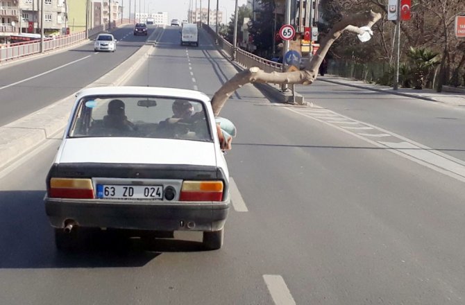 Otomobilden çıkan ağaç şaşkına çevirdi