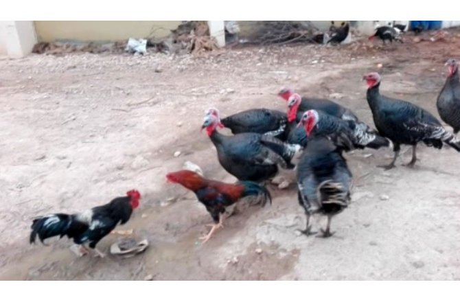 Hindiler, dövüşen horozları ayıtrdı