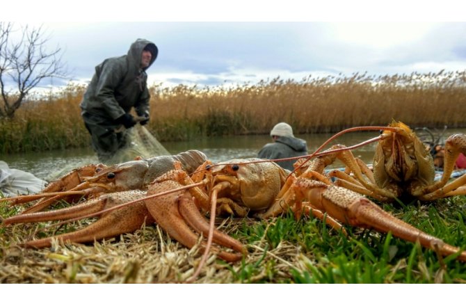 İznik Gölü’nde kerevit bolluğu