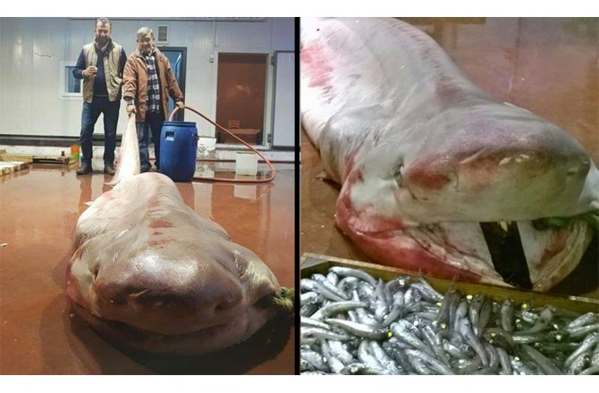 ANTALYA’DA BALIKÇILARIN AĞINA TAKILDI: TAM 4 METRE