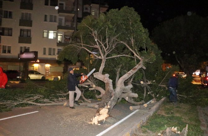 Antalya’da şiddetli rüzgar ağaçları kökünden söktü