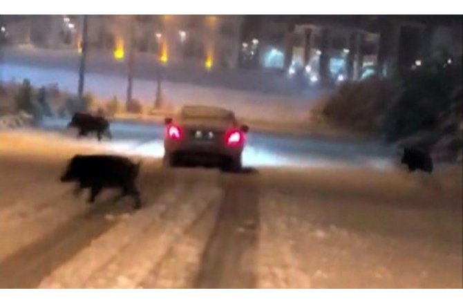 Üniversite domuz sürülerinin uğrak yeri oldu