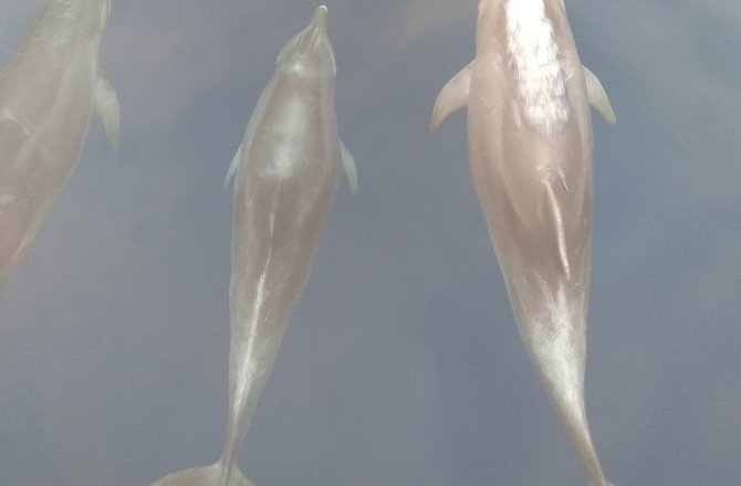 Yunuslar meteoroloji şamandıra kurulumuna eşlik etti