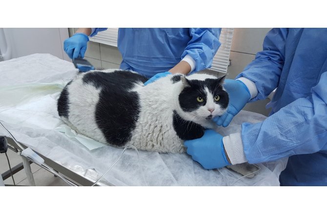 18 KİLOLUK KEDİ GÖRENLERİ HAYRETE DÜŞÜRÜYOR