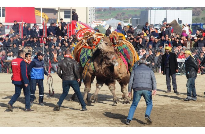 Çanakkale’de deve güreşleri nefes kesti