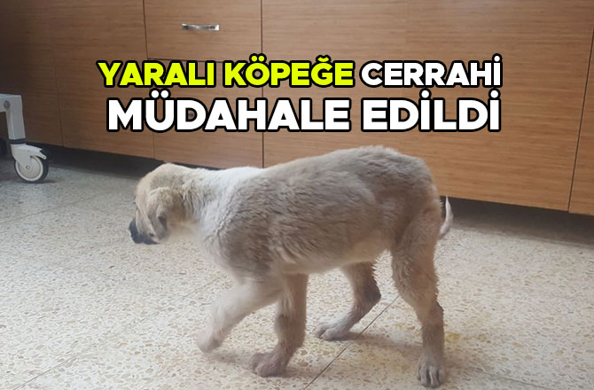 YARALI KÖPEĞE CERRAHİ MÜDAHALE EDİLDİ