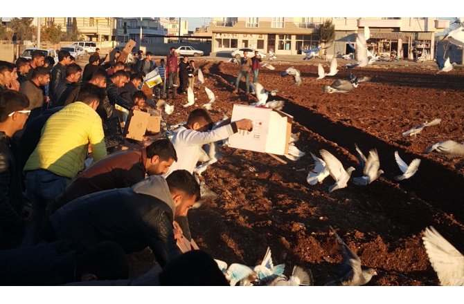 Şanlıurfa’da ’kuş döküşü’ heyecanı yaşandı