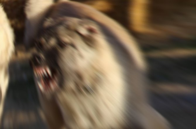 KÖPEK ISIRDI, 7 BİN LİRA TAZMİNAT KAZANDI