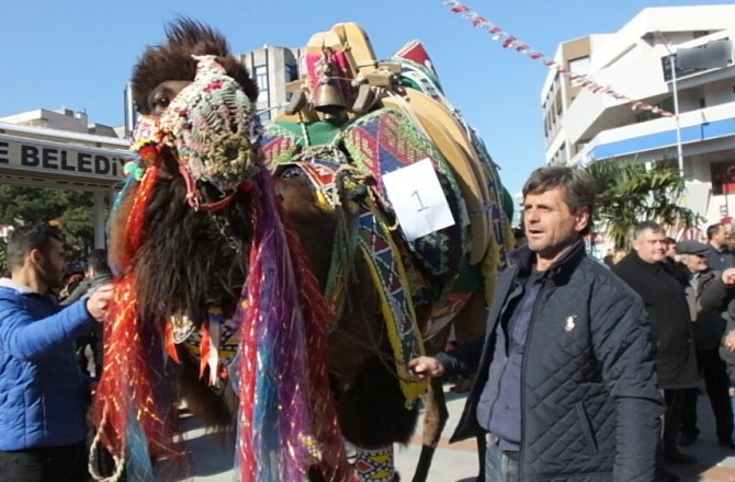 BURHANİYE’DE DEVELER GÜZELLİKTE YARIŞTI