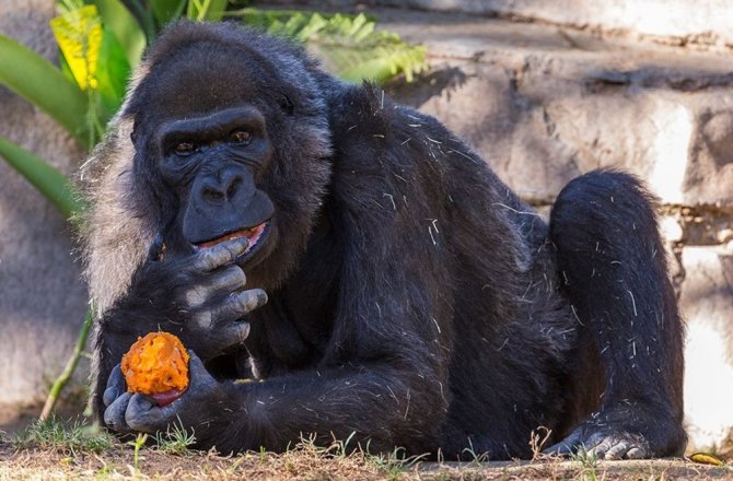 DÜNYANIN EN YAŞLI GORİLİ ÖLDÜ
