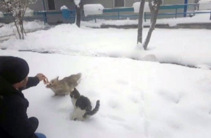 AÇ KALAN TİLKİYİ ELLERİYLE BESLEDİLER