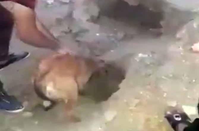 TOPRAK ALTINDA KALAN YAVRULARINI TIRNAKLARIYLA KURTARDI