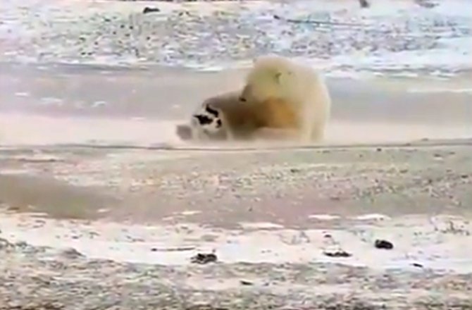 AYININ OYUN ARKADAŞI BİR KÖPEK !