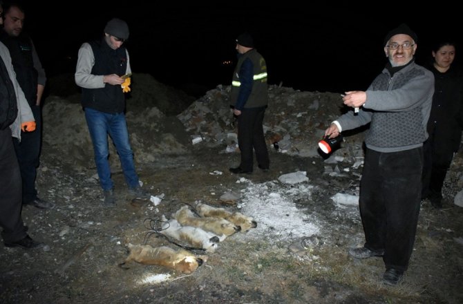 YAVRU KÖPEKLERİ BİRBİRİNE BAĞLAYIP ÖLDÜRMÜŞLER