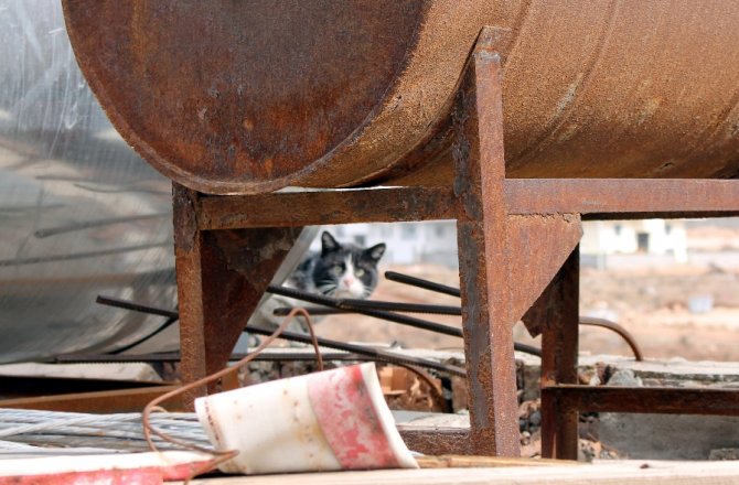 MAHSUR KALAN KEDİNİN İMDADINA İTFAİYE YETİŞTİ