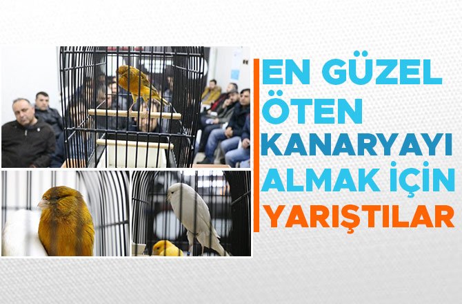 EN GÜZEL ÖTEN KANARYAYI ALMAK İÇİN YARIŞTILAR